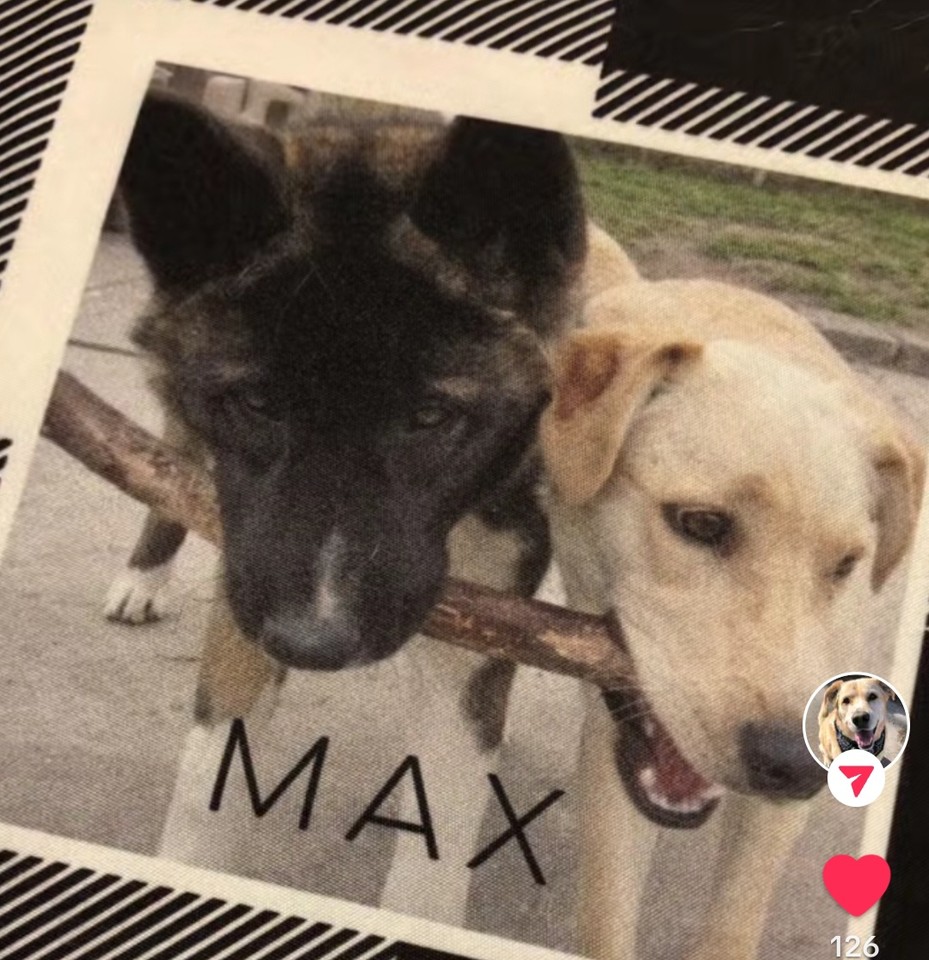 Photo shared for in memory of Cheyenne